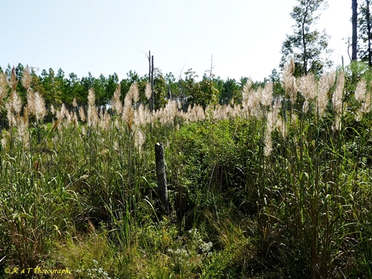 {Saccharum giganteum}